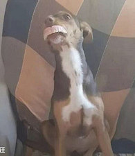 �»������ݿɻ��У�