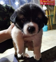 �������л���԰Ȯ������