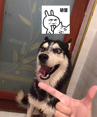 ���˹�ʿ����������