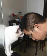 父母不让养猫?猫:你只管带我回家