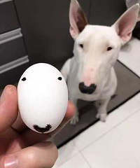 ��ʵţͷ�����Ǳ�׼�쵰��