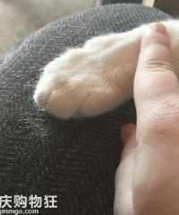 养猫的人都爱这么做