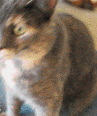 ��è���˶��Ӳ����⼸����