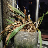我连棵草都养不活?!