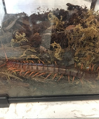 养这个当宠物的都是什么心态?我看着起皮疙瘩都起来了