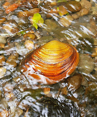 中秋回老家逛竹林老宅、田间耍水、摘瓜果,柴火菜吃起特别香