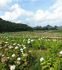 275元中秋跟团去贵州韭菜坪,被漫山遍野的绣球花惊艳到了