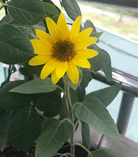 ��̨�ֵ�С���տ�������