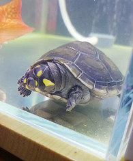 ���˵�����������