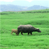 �����и������ױ�����