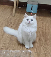 ��ֻèֵ2500��