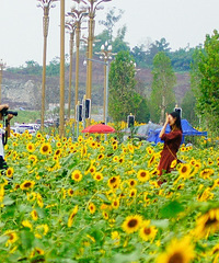 ��ʢ����