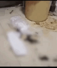 wanghong��ĳ�ѳ�����Ū��һ���ӷ��