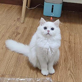 这只猫值2500吗?
