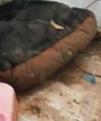 女wanghong租房到期后留下一地狗屎
