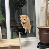 ���棬�Ҽҵ�è��ɣ�