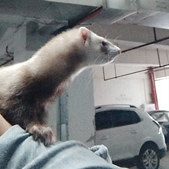 ��ֻ������Ƥ���µ���