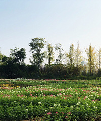 ����1Сʱȥ�����Ĺ��398���ľƵ꣬�ڿ����ɻ��ĵ�����