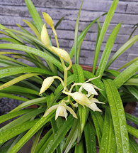 �����ֵ�������������