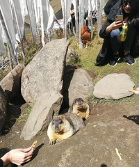 Բ��ȥ�����������Ī˹��