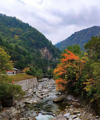 去秦岭看红叶,还有雁南飞