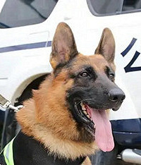 小流浪狗赖上警犬,现已被收编