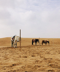 �����ƴ�ɳĮ������һ�Ķ���������·�̺�Զ�������