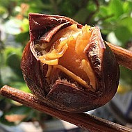 ��ʮ���������ǳ�����