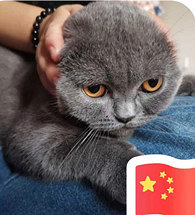 Ӣ����è���������