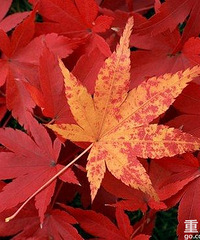 2019ɽҶʲôʱ죿۹棬ɽҶʲôʱһ