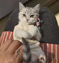 ��һ����è�ûţ�����