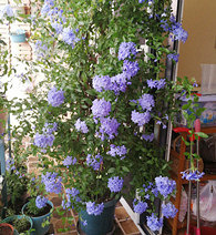 ǧ��Ҫ����̨����ѩ��