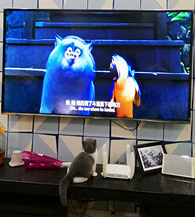 �Ҽҵ�è����ѧ�ῴ������