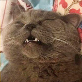 ������ֻĸè�۳�����