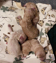 �ջ�һ��С������