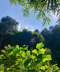 桥口坝森林公园很原始,爬山环境好还能才蘑菇