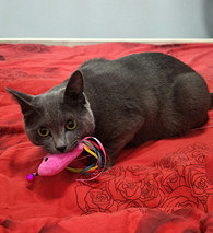 ���ڶ�è�����Ȱ�����һ��