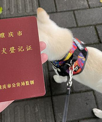 重庆怎么办狗证?来看详细攻略