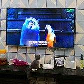 �Ҽ�è���ڻῴ������