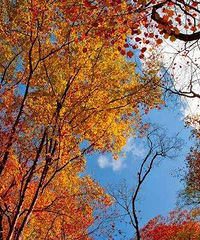 2019到光雾山看红叶什么时间最好?旅游参考,到光雾山看红叶时间
