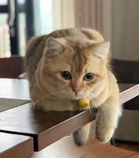 ��è��ѧ���̲�ס��ɹɹè