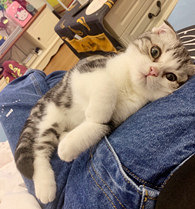 �������������ҵ�è���ɰ�