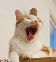 ��Ҷ�������һ����Ƿ��