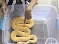 养这种宠物违法