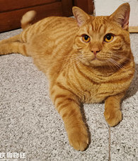 ������3000�����Ӣ��