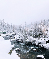 뿴ȥҶ֪żһѩװع̫