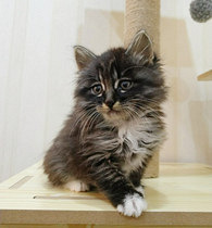 ���è�Ӳ���ʺ����զ�죿