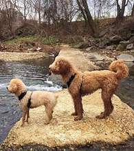 ����ţ�����һ��˫��̥��