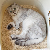 我捡了只银渐层折耳猫