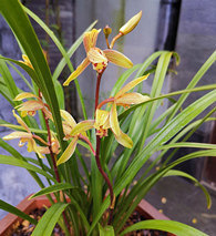 ��������ζ������˳���